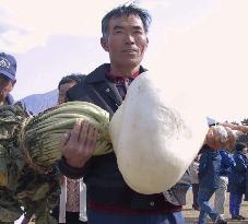 29-kg radish wins contest, organizers to seek Guinness record